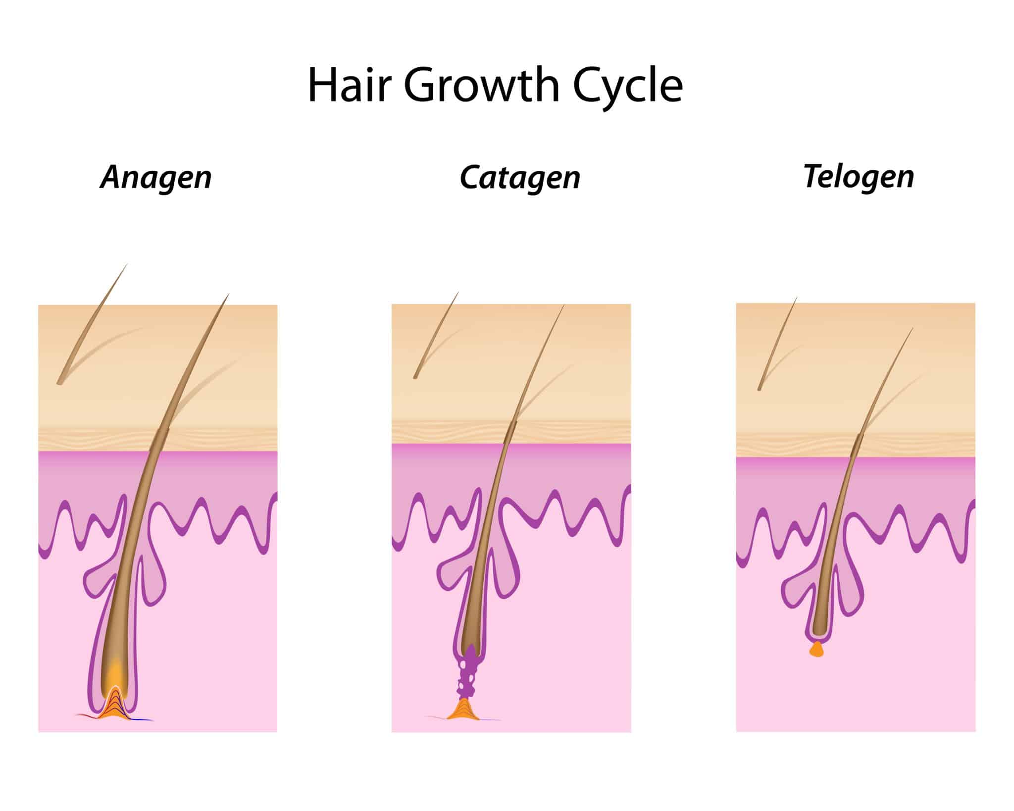 hair growth cycle